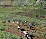 در صدها جریب زمین در ولایت بدخشان پسته کشت خواهد شد